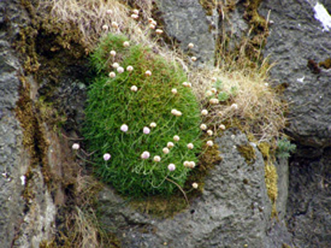 blomst