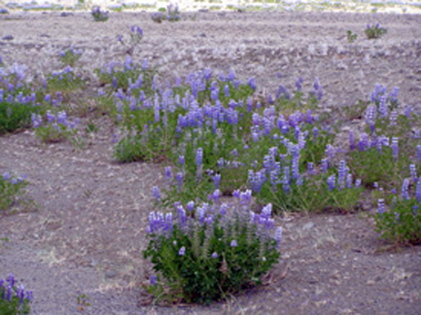 blomst