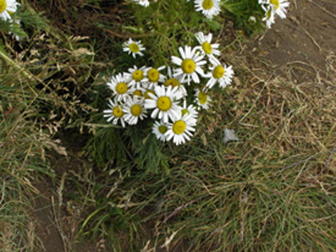 blomst